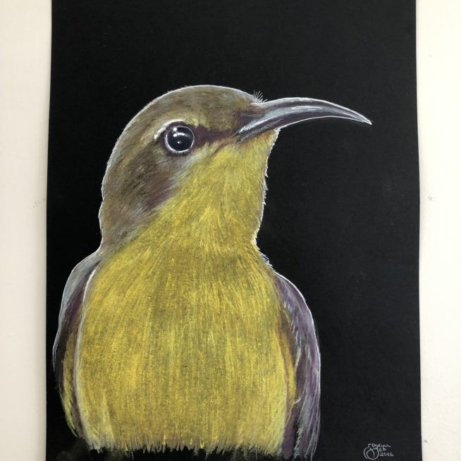 Sunbird