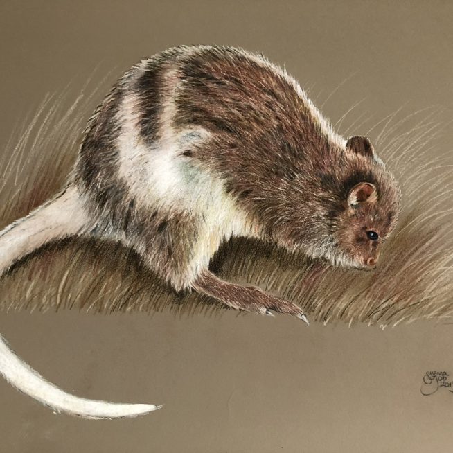 Spectacled Hare-Wallaby