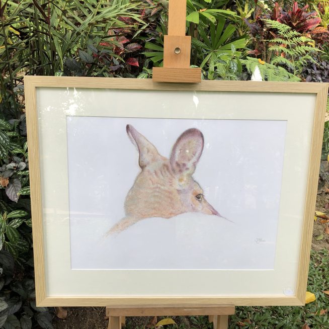 Agile Wallaby