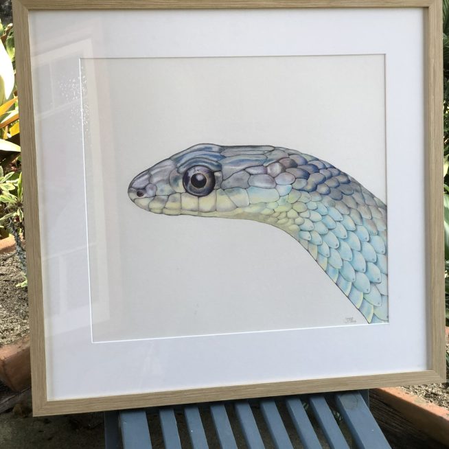 Blue Tree Snake