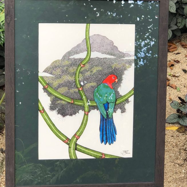 King Parrot