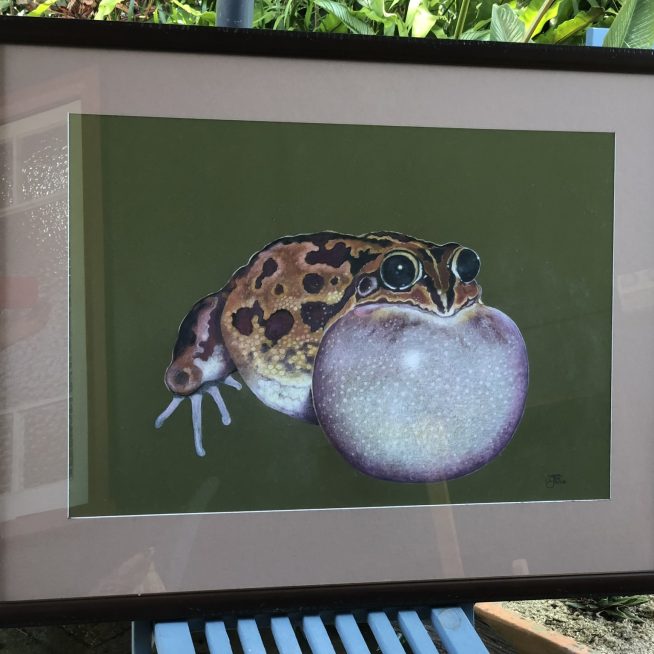 Rocket Frog