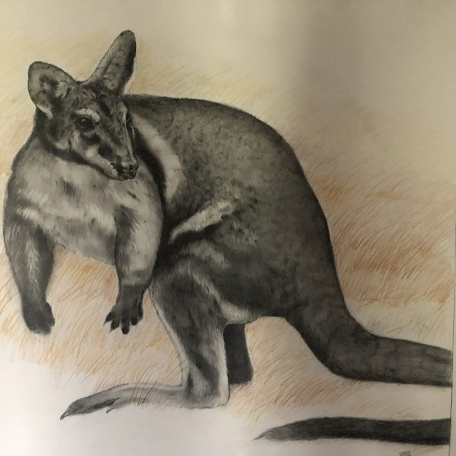 Cambroon Agile Wallaby