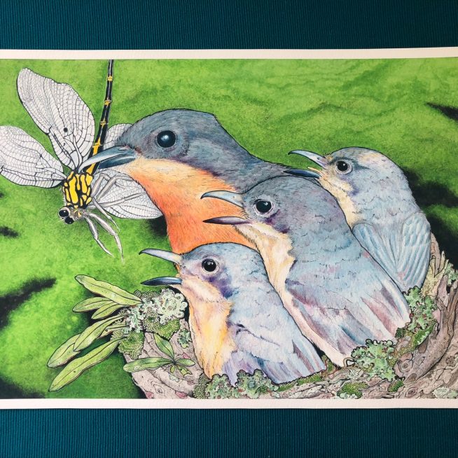 Leaden Flycatcher with Chicks