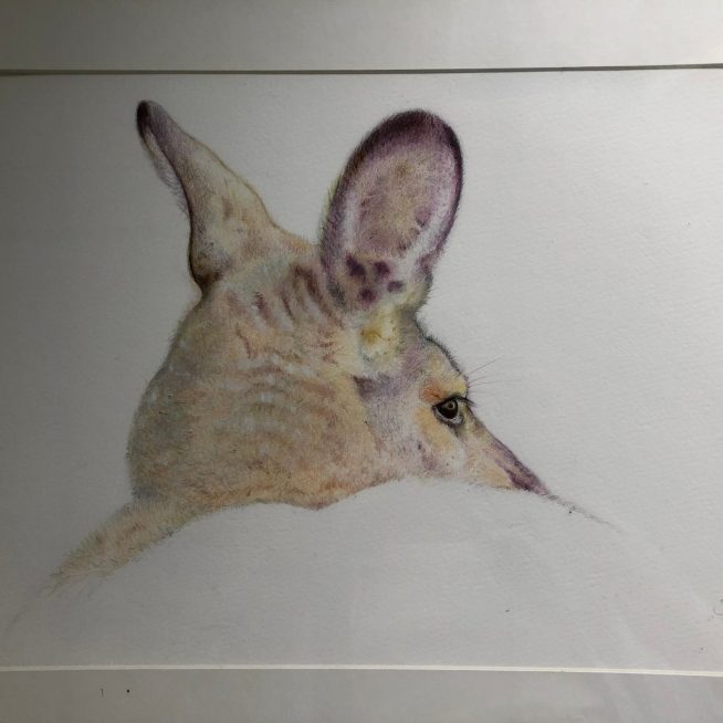 Agile Wallaby
