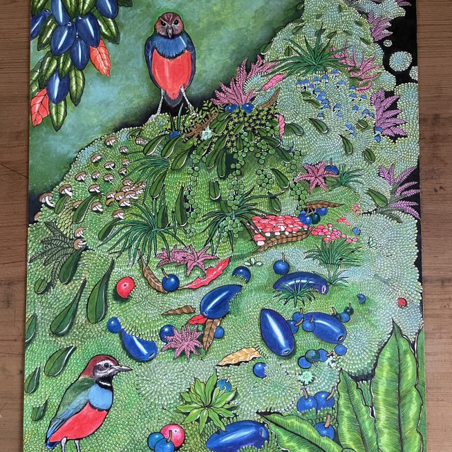 Red Bellied Pitta
