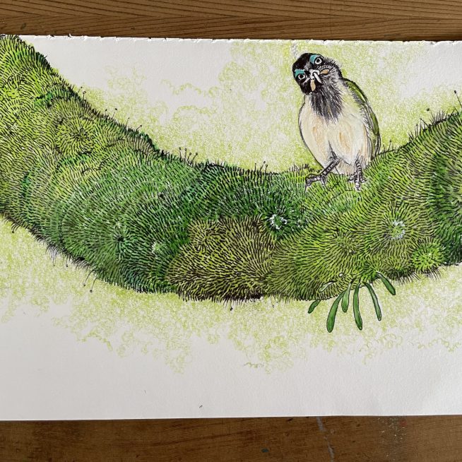 Blue-faced Honeyeater